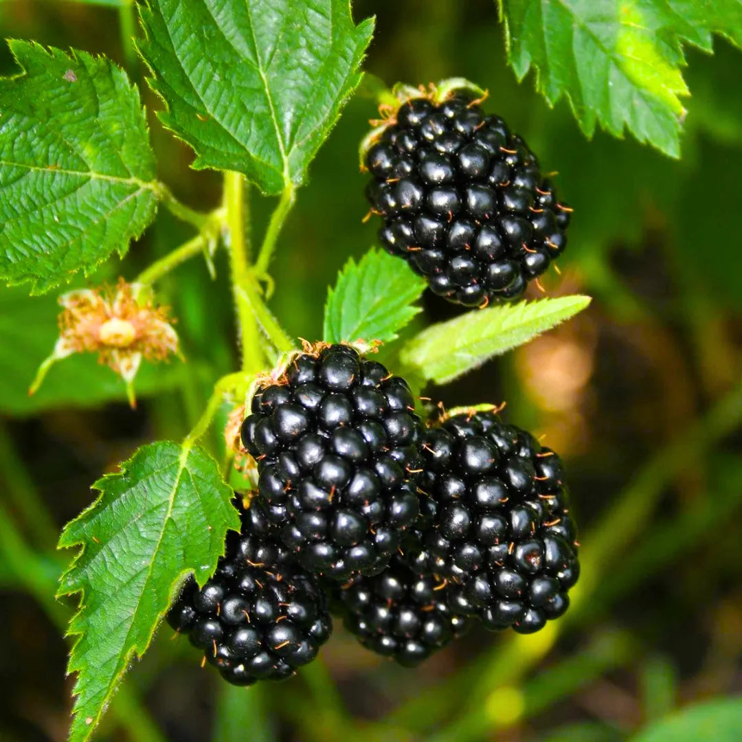 Buy Blackberry (Rubus Fruticosus) - Plant Online at Lalitenterprise
