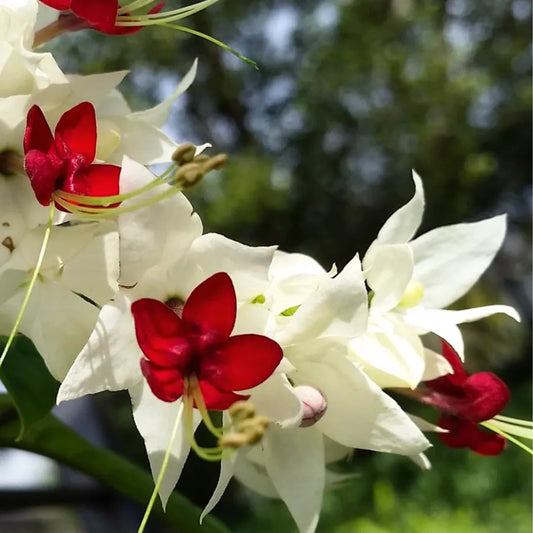 Buy Bleeding Heart Vine (Clerodendrum Thomsoniae) - Plant Online at Lalitenterprise