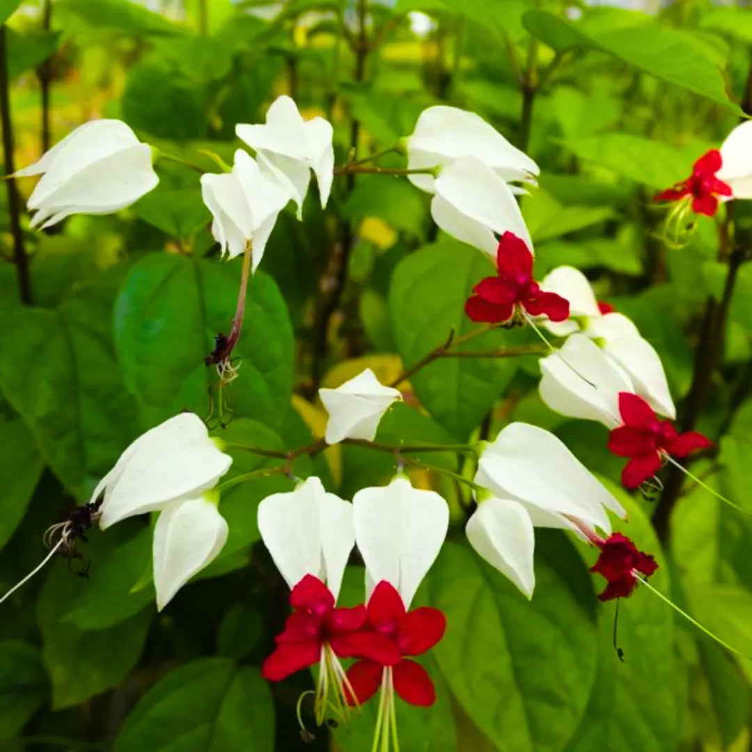 Buy Clerodendrum Thomsoniae - Plant Online at Lalitenterprise