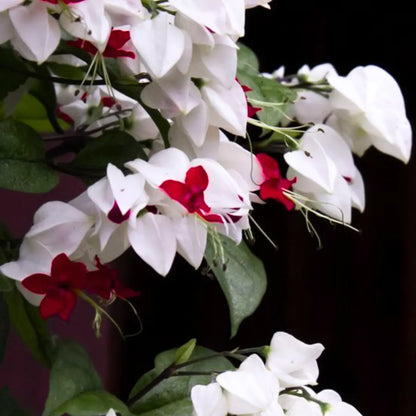Buy Bleeding Heart Vine - Plant Online at Lalitenterprise