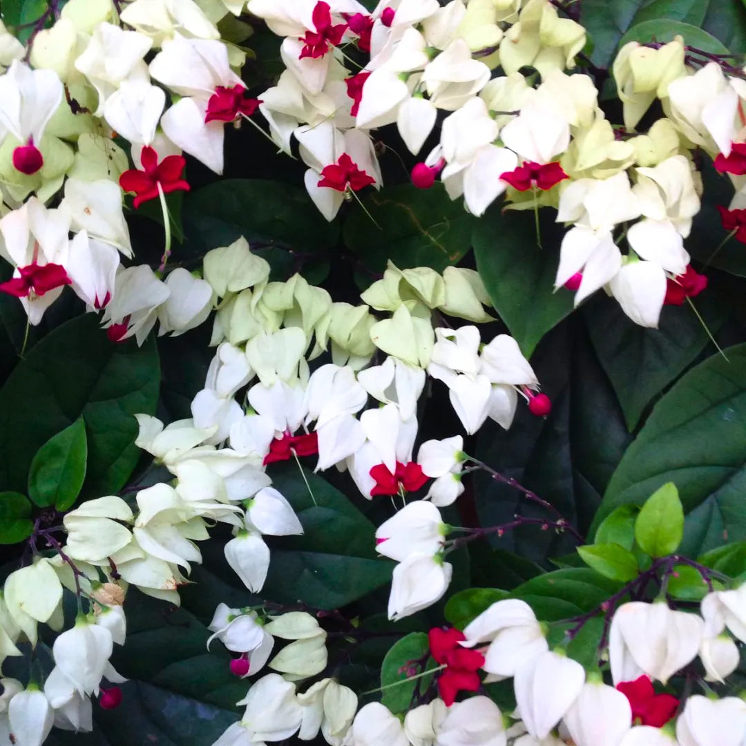 Buy Bleeding Heart Vine (Clerodendrum Thomsoniae) - Plant Online at Lalitenterprise