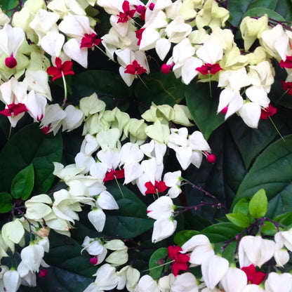 Buy Bleeding Heart Vine (Clerodendrum Thomsoniae) - Plant Online at Lalitenterprise