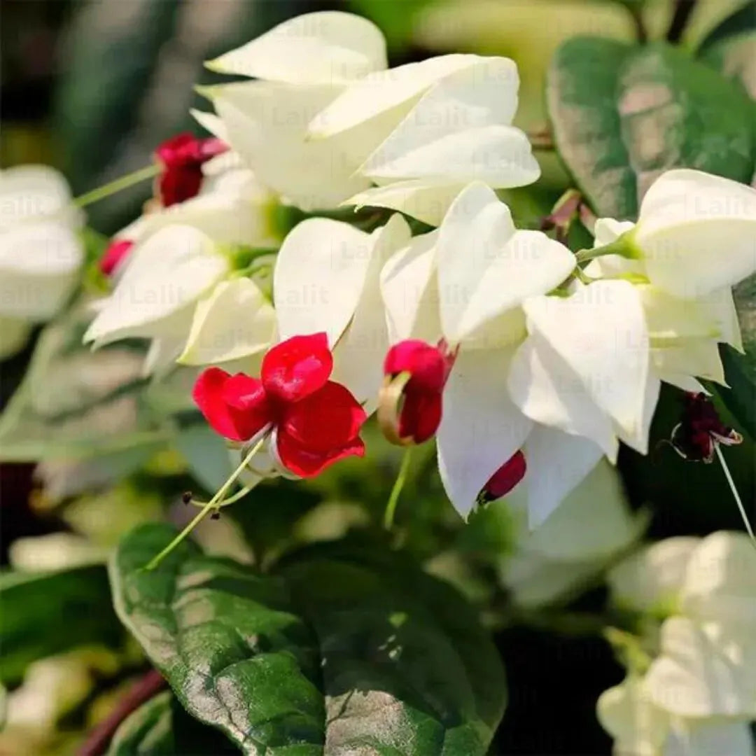 Buy Bleeding Heart Vine - Plant Online at Lalitenterprise