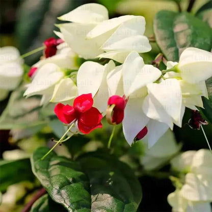 Buy Bleeding Heart Vine - Plant Online at Lalitenterprise