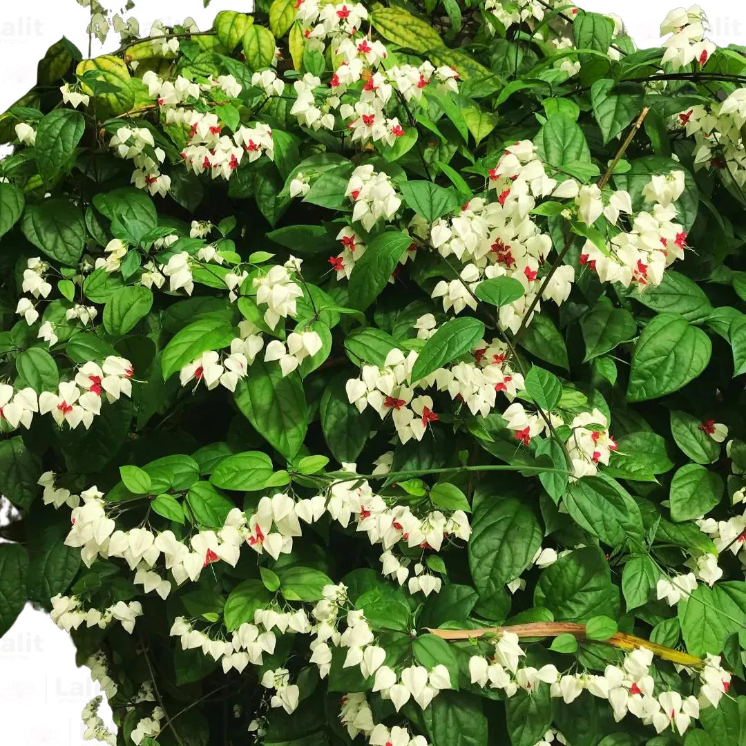 Buy Bleeding Heart Vine (Clerodendrum Thomsoniae) - Plant Online at Lalitenterprise
