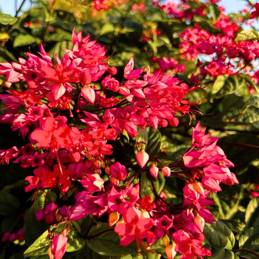 Buy "Red" Clerodendrum Thomsonioe - Plant Online at Lalitenterprise