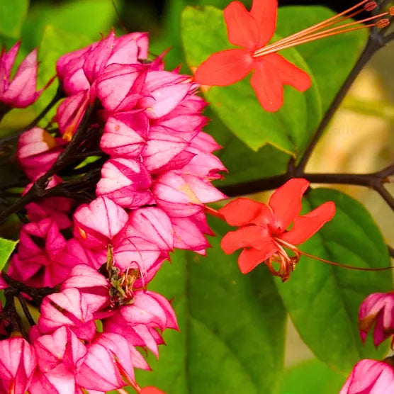 Buy Bleeding Heart Vine "Red" (Clerodendrum Thomsonioe), Glory-Bower - Plant Online at Lalitenterprise