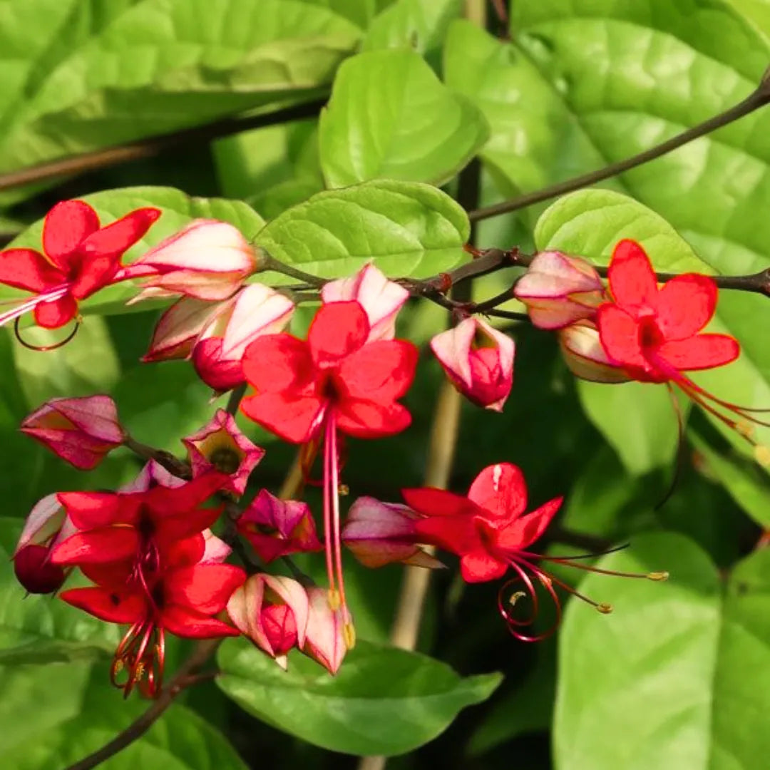 Buy Bleeding Heart Vine "Red" (Clerodendrum Thomsonioe), Glory-Bower - Plant Online at Lalitenterprise
