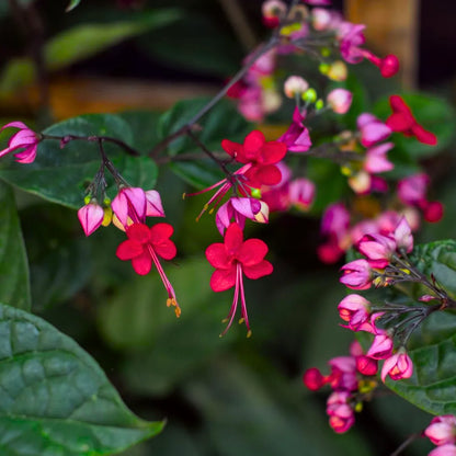 Buy Bleeding Heart Vine "Red" - Plant Online at Lalitenterprise