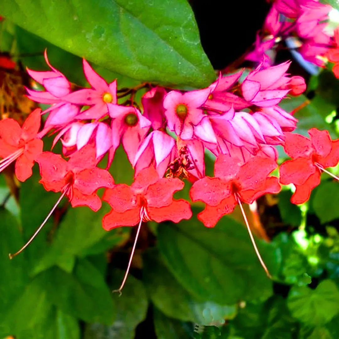 Buy Bleeding Heart Vine "Red" (Clerodendrum Thomsonioe), Glory-Bower - Plant Online at Lalitenterprise