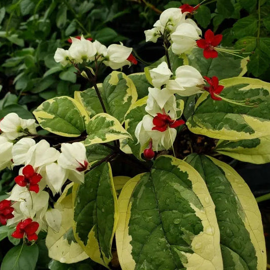 Buy Bleeding Heart Vine "Variegated" - Plant Online at Lalitenterprise
