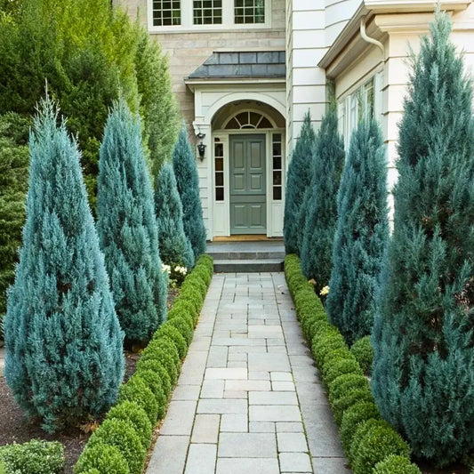 Buy Blue Arrow Juniperus Plant Online at Lalitenterprise