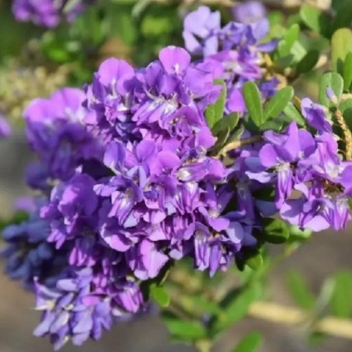 Buy Blue Braya flower Online at Lalitenterprise