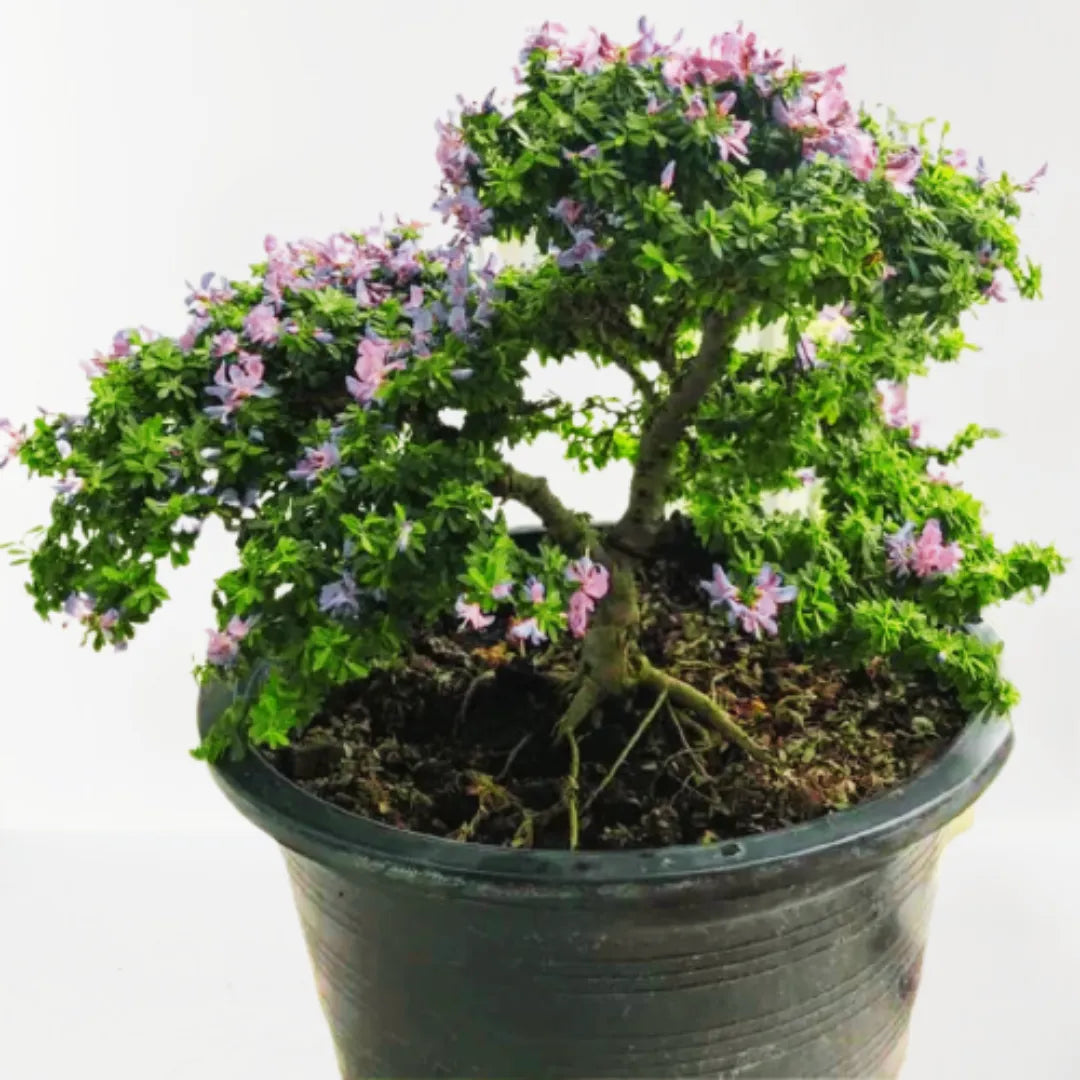 Buy Desmodium Unifoliatum "Bonsai" Plant Online at Lalitenterprise