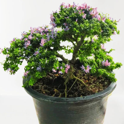 Buy Desmodium Unifoliatum "Bonsai" Plant Online at Lalitenterprise