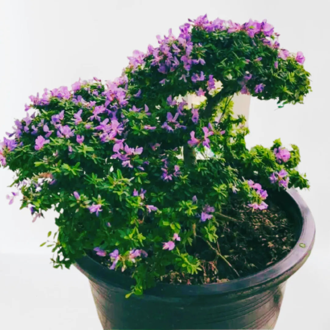 Buy Blue Braya "Bonsai" Plant Online at Lalitenterprise