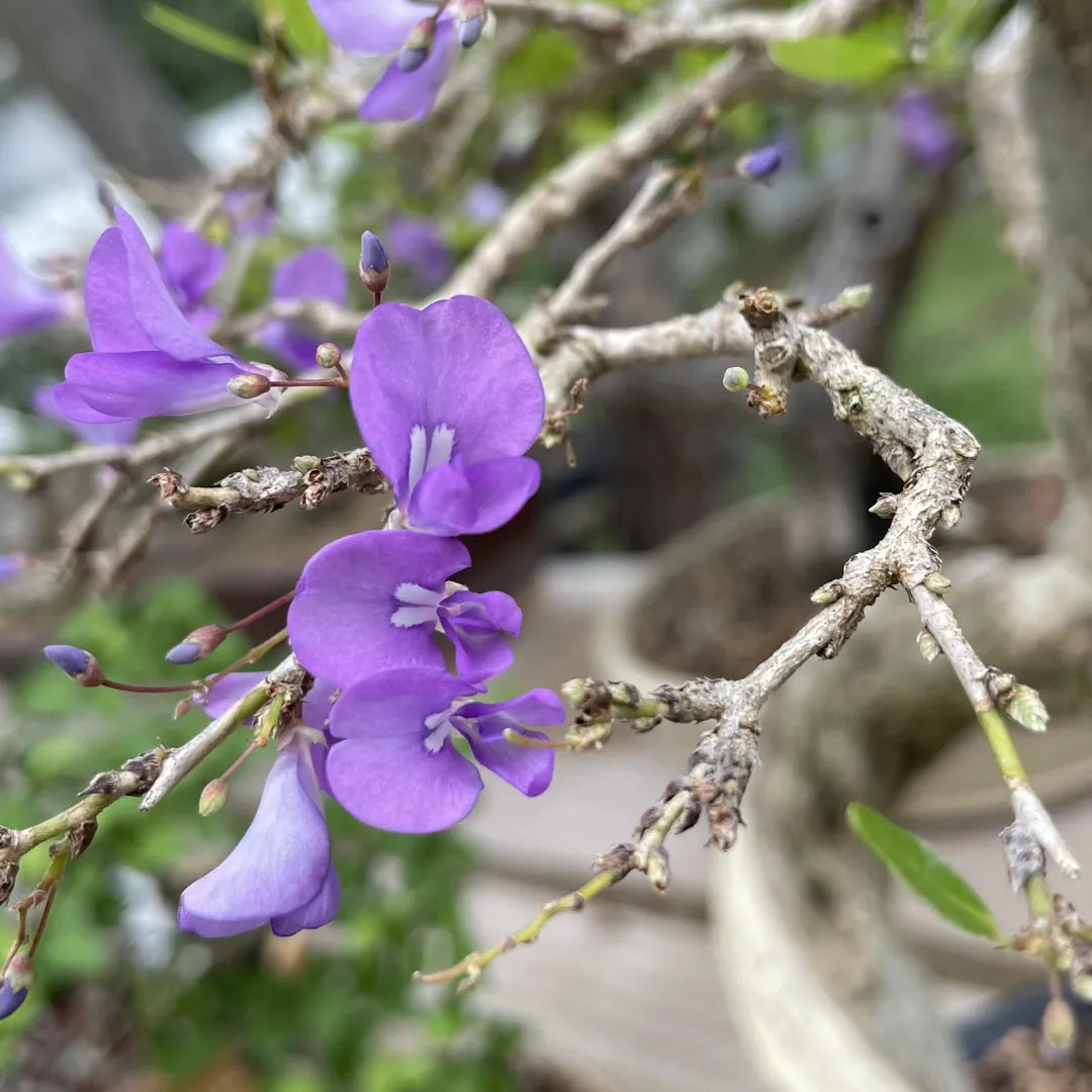 Buy Desmodium Unifoliatum flower Plant Online at Lalitenterprise