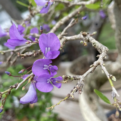 Buy Desmodium Unifoliatum flower Plant Online at Lalitenterprise