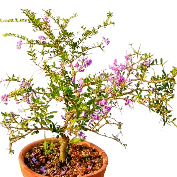 Buy Blue Braya (Desmodium Unifoliatum) "Bonsai" – Plant Online at Lalitenterprise