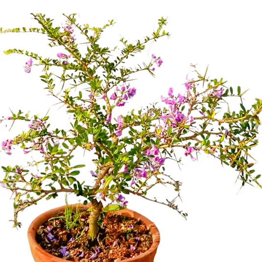 Buy Blue Braya (Desmodium Unifoliatum) "Bonsai" – Plant Online at Lalitenterprise