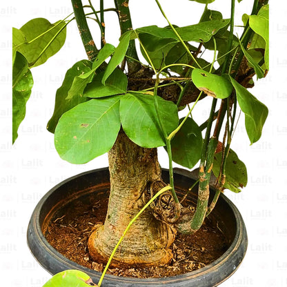 ceiba bonsai tree Bombax Ceiba 'Bonsai' (Red Silk-Cotton Tree)