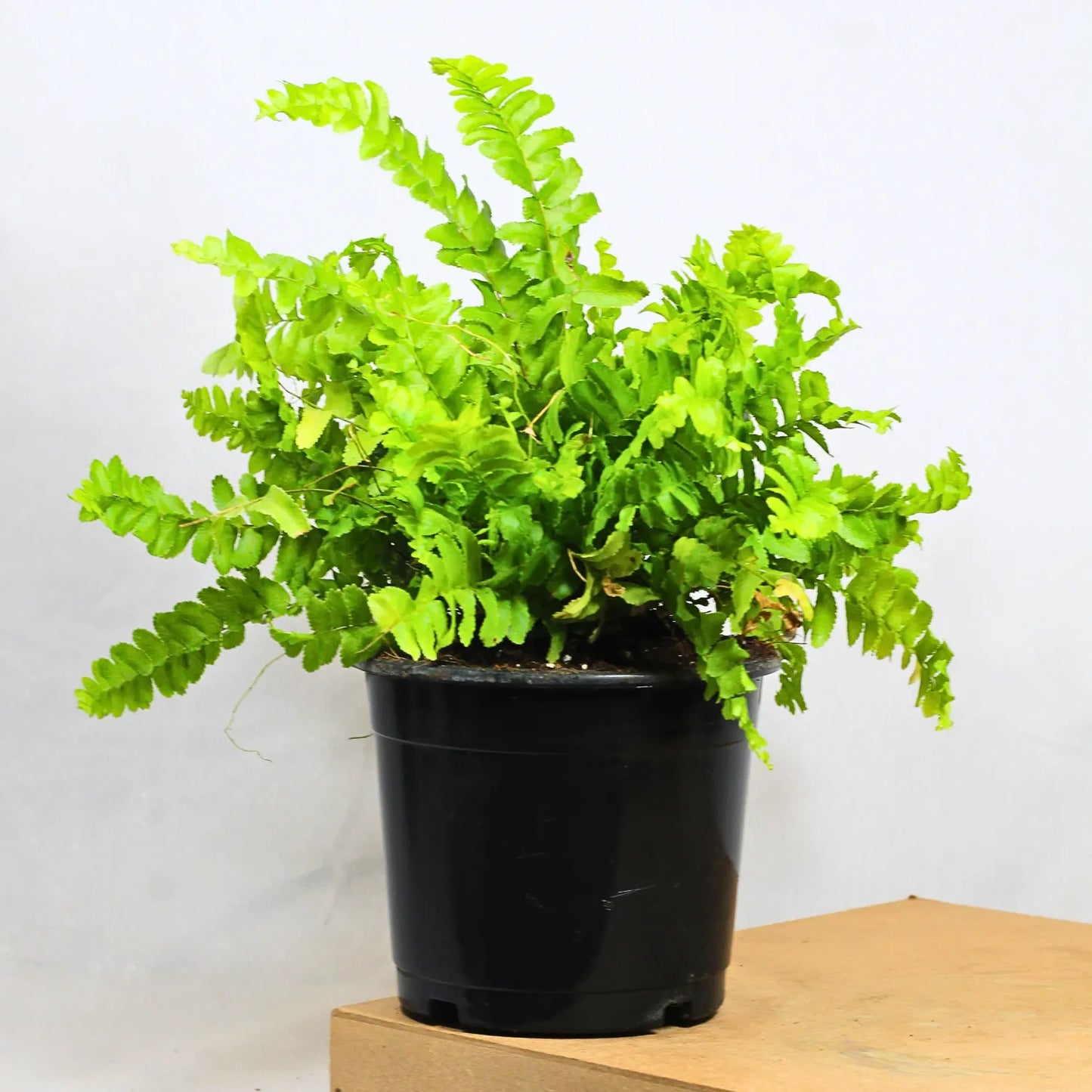 Buy Nephrolepis Exaltata - Plant Online at Lalitenterprise