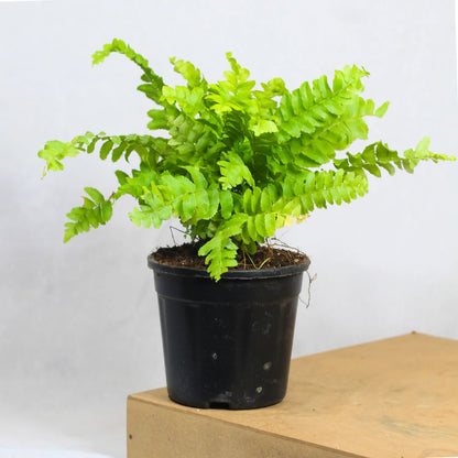 Buy Boston Fern Mini - Plant Online at Lalitenterprise