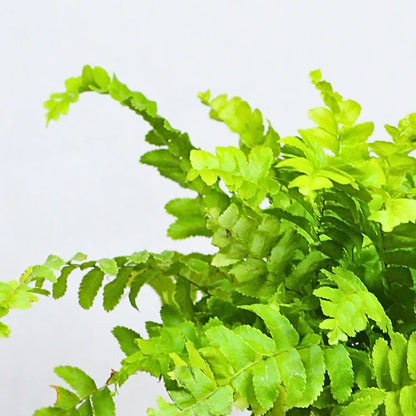 Buy Nephrolepis Exaltata (Boston Fern Mini) - Plant Online at Lalitenterprise