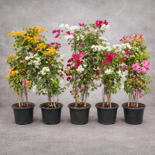 Buy Bougainvillea "1 in 2 Color" - Plant Online at Lalitenterprise