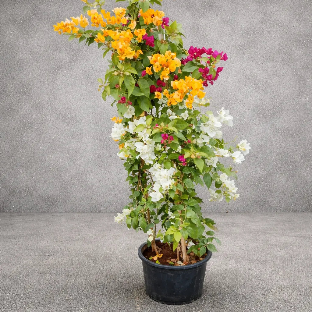 Buy Bougainvillea "1 in 2 Color" - Plant Online at Lalitenterprise
