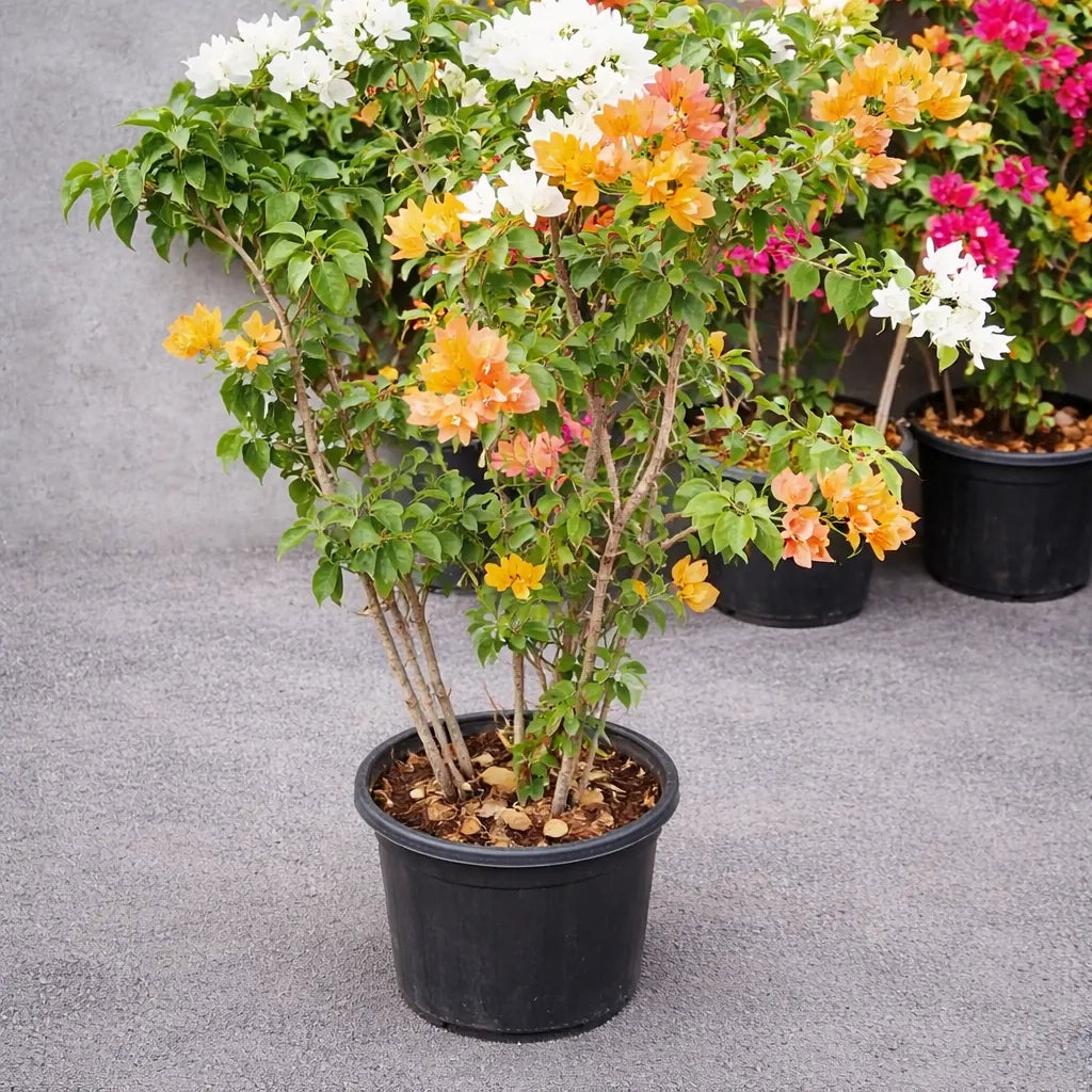 Buy Bougainvillea "1 in 2 Color" - Plant Online at Lalitenterprise