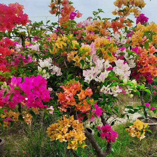 Buy Bougainvillea 2 in 1 Color - Plant Online at Lalitenterprise