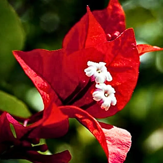 Buy Bougainvillea "Chili Red" - Plant Online at Lalitenterprise