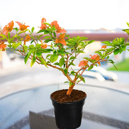 Buy Bougainvillea Dwarf Thai Orange - Plant Online at Lalitenteprise