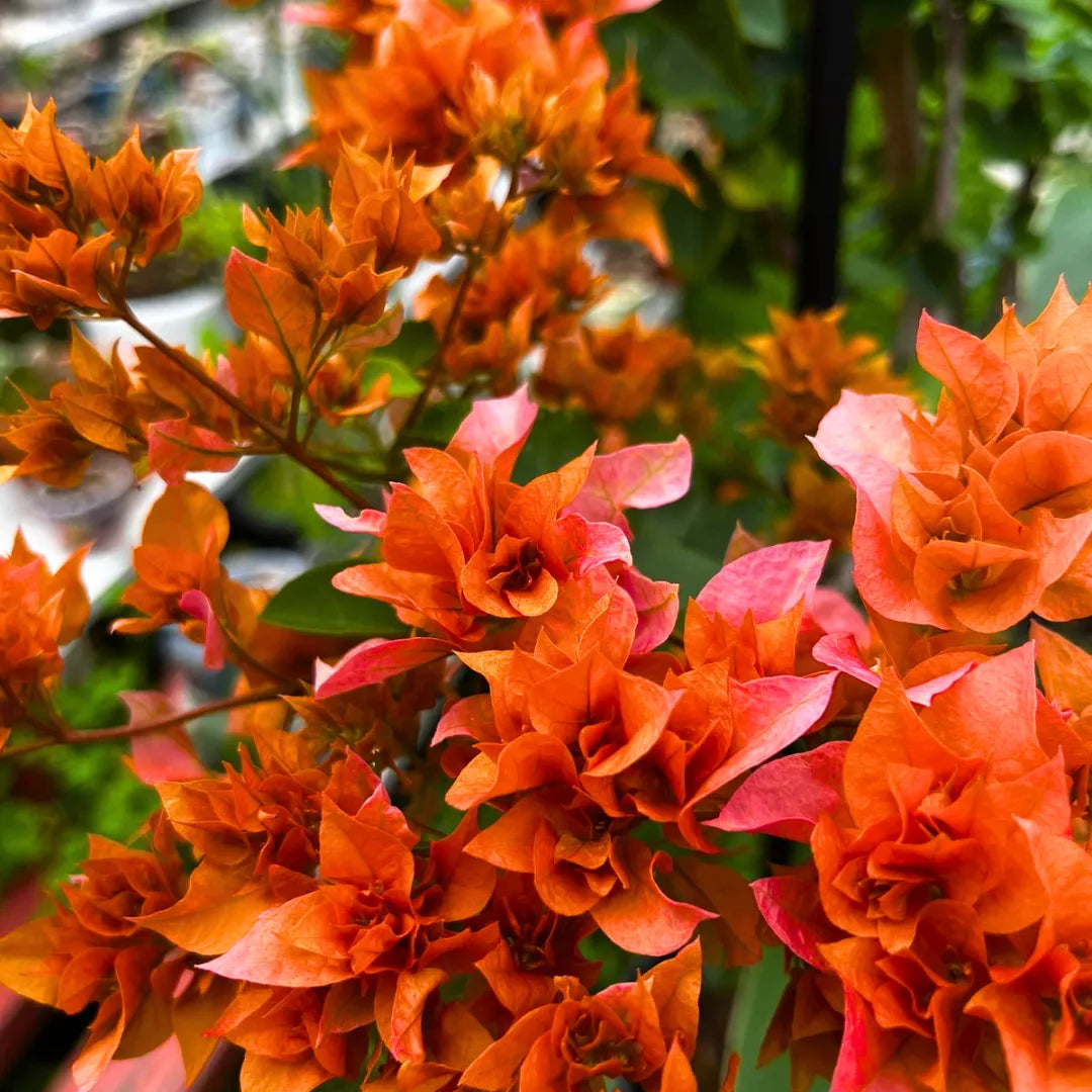 Buy Bougainvillea Dwarf Thai Orange - Plant Online at Lalitenteprise