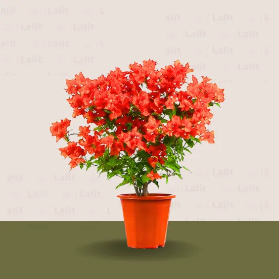 Buy Bougainvillea Dwarf Thai Orange - Plant Online at Lalitenteprise