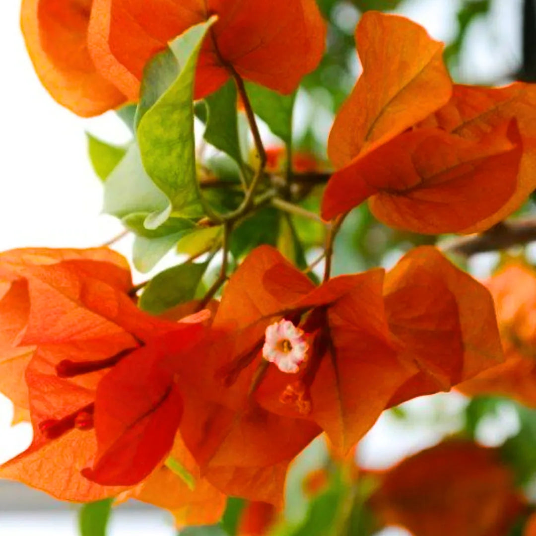 Buy Bougainvillea Dwarf Thai Orange - Plant Online at Lalitenteprise