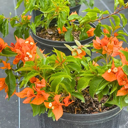 Buy Bougainvillea "Fire Opal" Flowering - Plant Online at Lalitenterrpsie