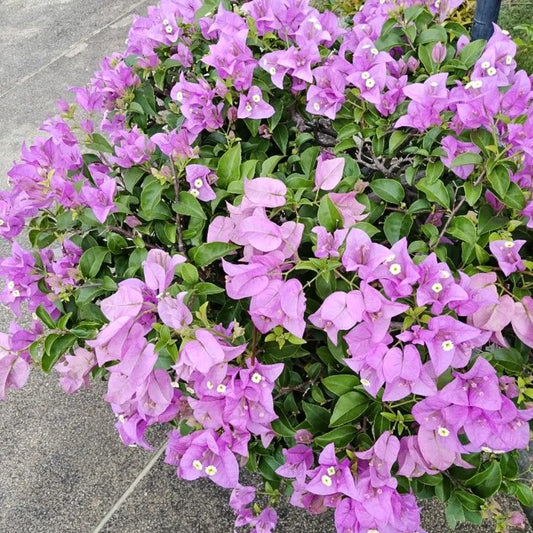 Buy  Bougainvillea Formosa (Paper Flower) - "Rare Flowering" Plant Online at Lalitenterprise