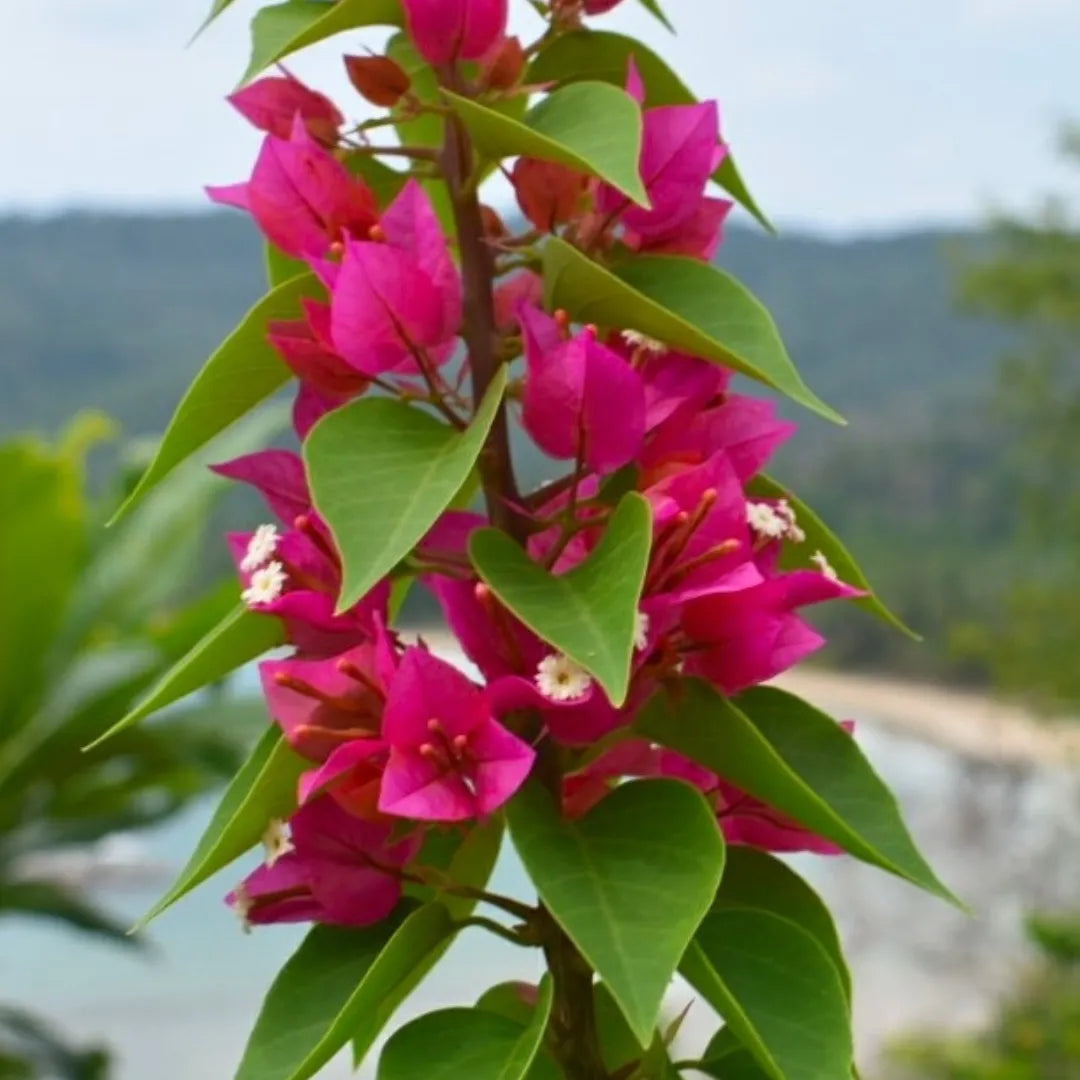 Buy Bougainvillea "Pink" - Plant Online at Lalitenterprise