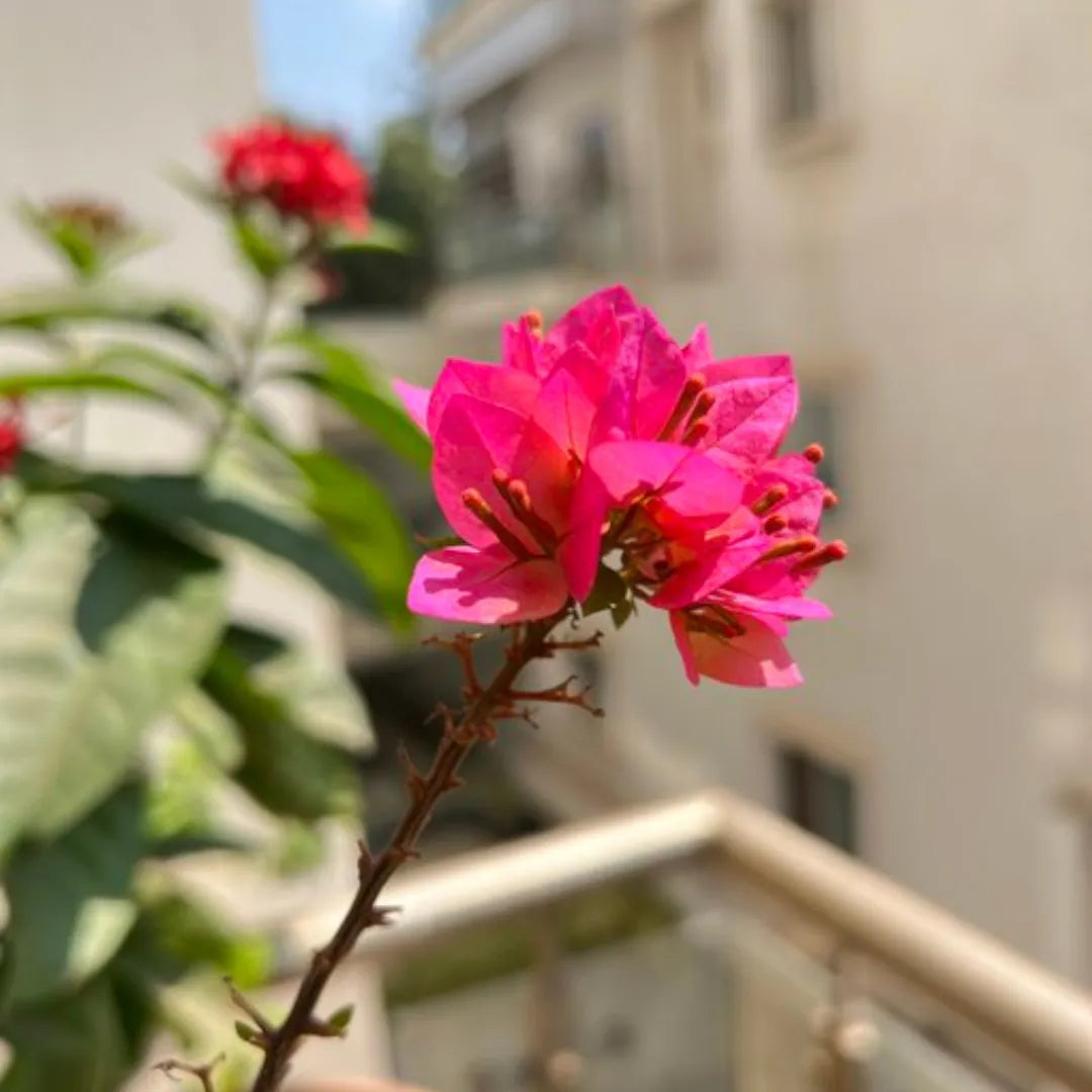 Buy Bougainvillea "Pink" - Plant Online at Lalitenterprise