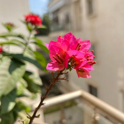 Buy Bougainvillea "Pink" - Plant Online at Lalitenterprise