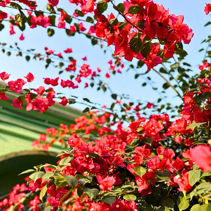 Buy Bougainvillea "Red" - Plant Online at Lalitenterprise
