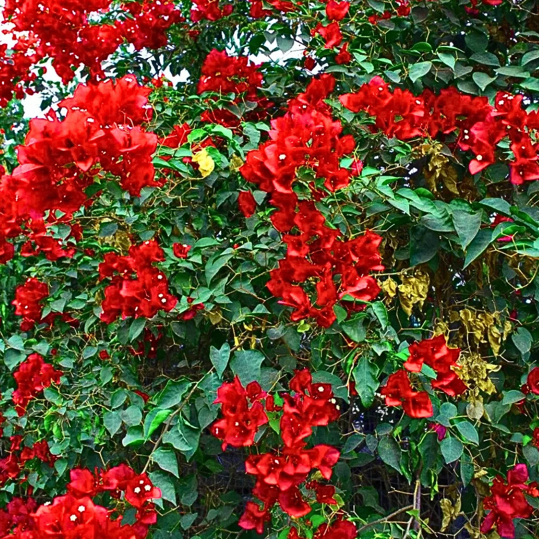 Buy Bougainvillea "Red" - Plant Online at Lalitenterprise