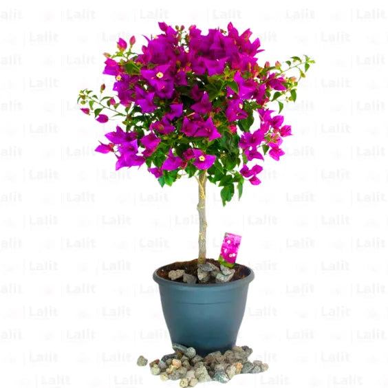 Buy Bougainvillea Round shape - Plant Online at Lalitenterprise