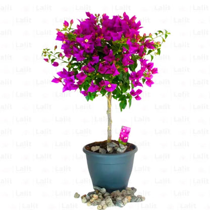 Buy Bougainvillea Round shape - Plant Online at Lalitenterprise