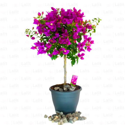 Buy Bougainvillea Round shape - Plant Online at Lalitenterprise