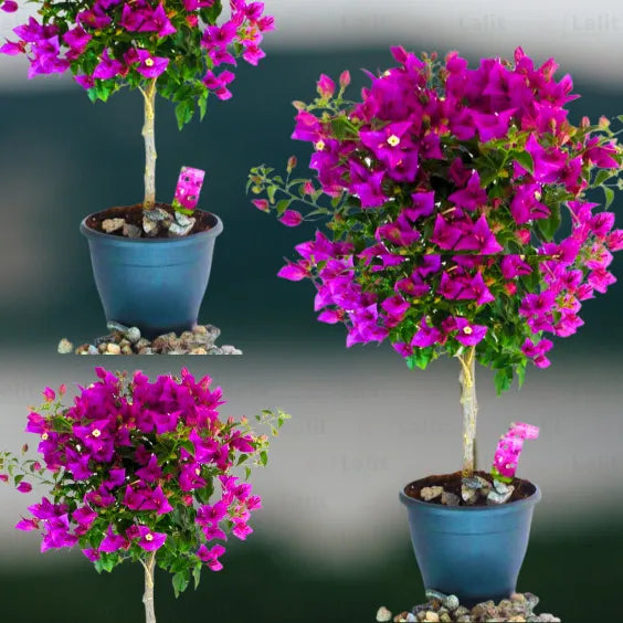 Buy Bougainvillea Round shape - Plant Online at Lalitenterprise
