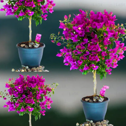 Buy Bougainvillea Round shape - Plant Online at Lalitenterprise