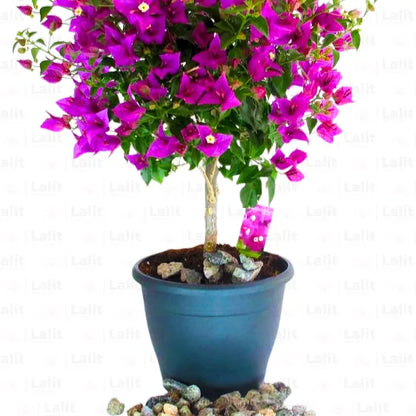Buy Bougainvillea Round shape - Plant Online at Lalitenterprise